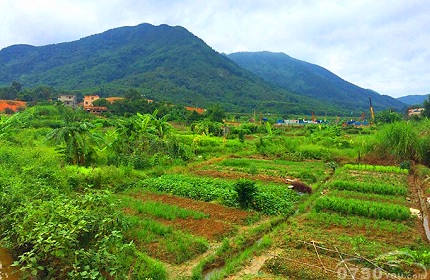 杜阮凉瓜种植基地