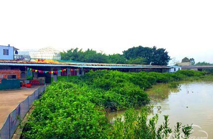 跳跳鱼农庄