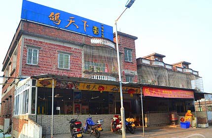 鸽天下