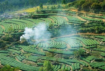 岗坪茶场